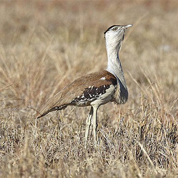 Australian Bustard
