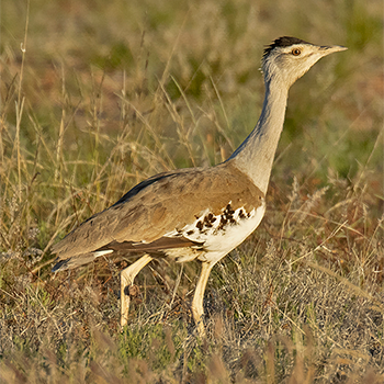 Australian Bustard