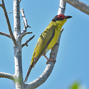 Australian Figbird