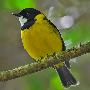 Australian Golden Whistler