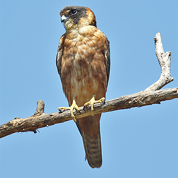 Australian Hobby