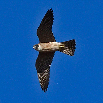 Australian Hobby