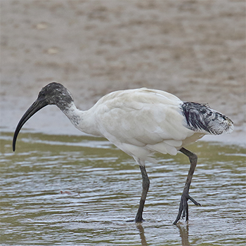 Australian Ibis