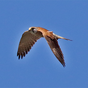 Australian Kestrel