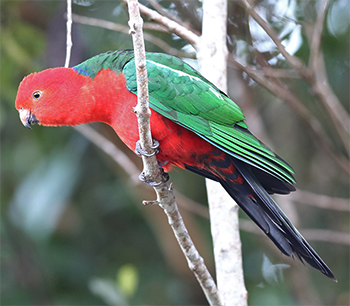Australian King-parrot