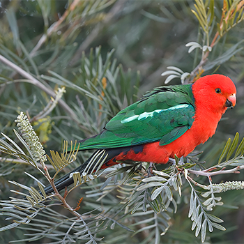 Australian King-parrot