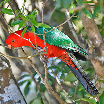 Australian King Parrot