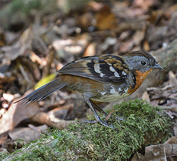 Australian Logrunner