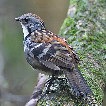 Australian Logrunner