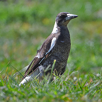 Australian Magpie