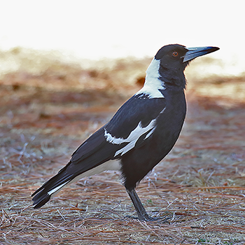 Australian Magpie