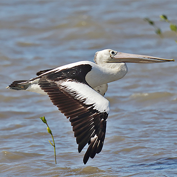 Australian Pelican