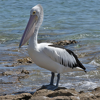 Australian Pelican
