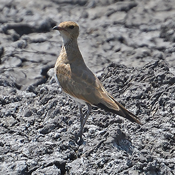 Australian Pratincole
