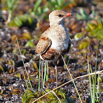 Australian Pratincole