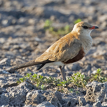 Australian Pratincole