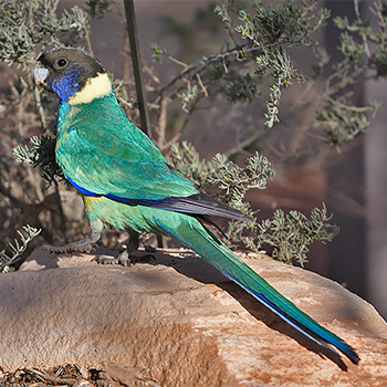 Australian Ringneck