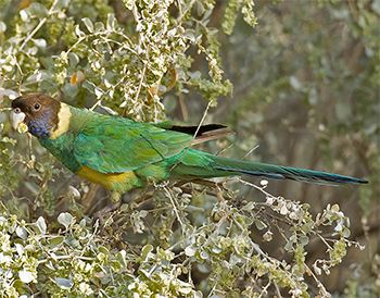 Australian Ringneck