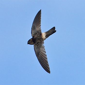 Australian Swiftlet