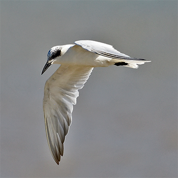 Australian Tern