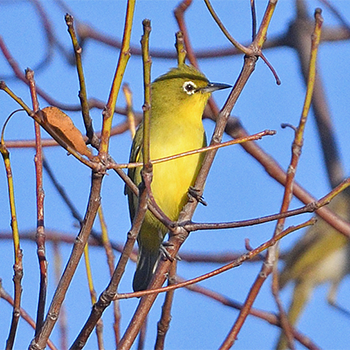 Australian Yellow White-eye
