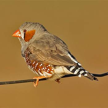 Australian Zebra Finch