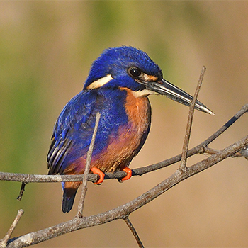Azure Kingfisher
