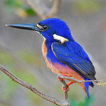 Azure Kingfisher