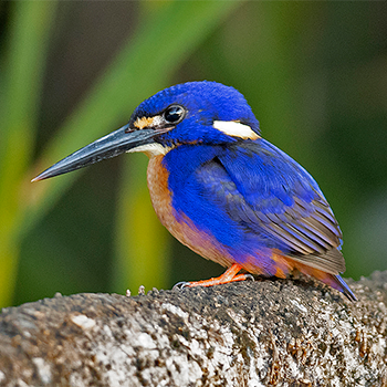 Azure Kingfisher