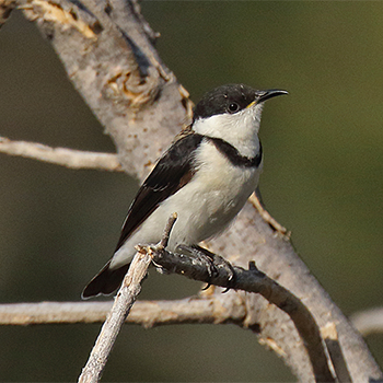 Banded Honeyeater