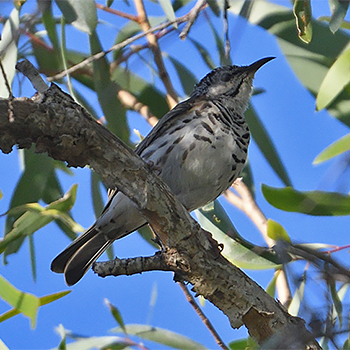 Bar-breasted Honeyeater