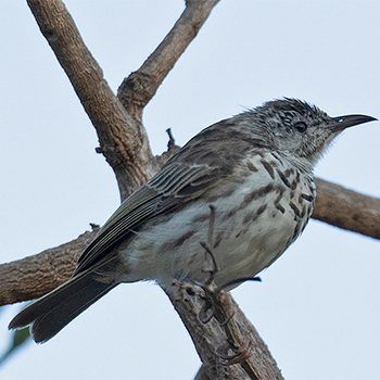 Bar-breasted Honeyeater