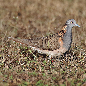 Bar-shouldered Dove