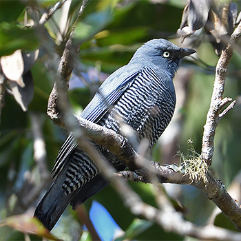 Barred Cuckooshrike