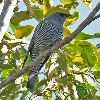 Barred Cuckooshrike