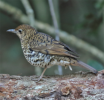 Bassian Thrush