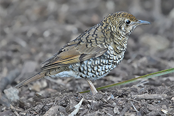 Bassian Thrush