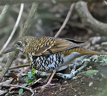 Bassian Thrush
