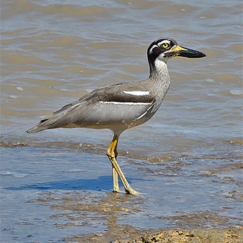 Beach Stone-curlew