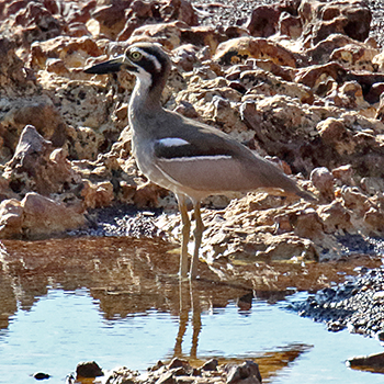 Beach Thick-knee