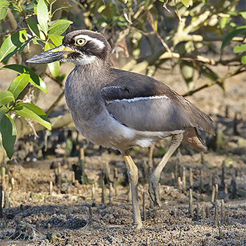 Beach Thick-knee