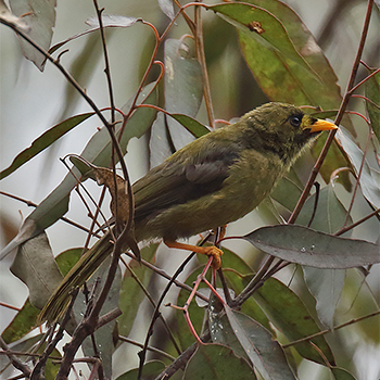 Bell Miner