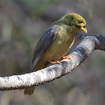 Bell Miner