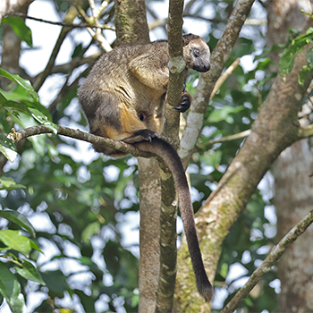 Bennetts Tree-kangaroo