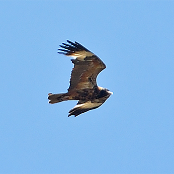 Black-breasted Kite