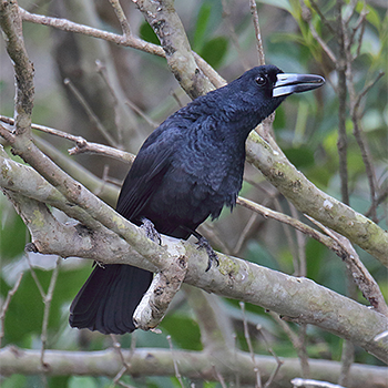 Black Butcherbird
