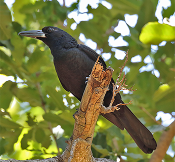 Black Butcherbird