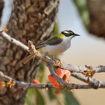 Black-chinned Honeyeater