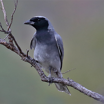 Black-faced Cuckooshrike