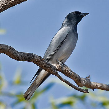 Black-faced Cuckooshrike